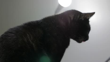 close-up portrait of beautiful black cat