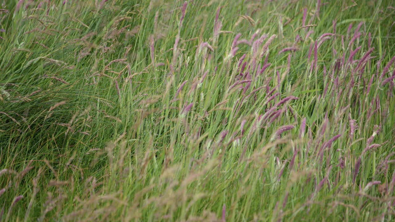 Mid shot of pennisetum setaceum fountain grass on hillside at St bees . West lake district