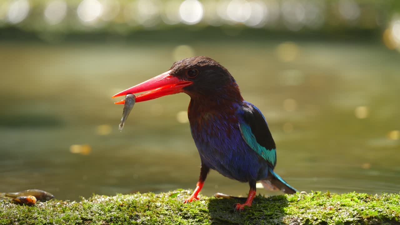 Kingfisher with a fish