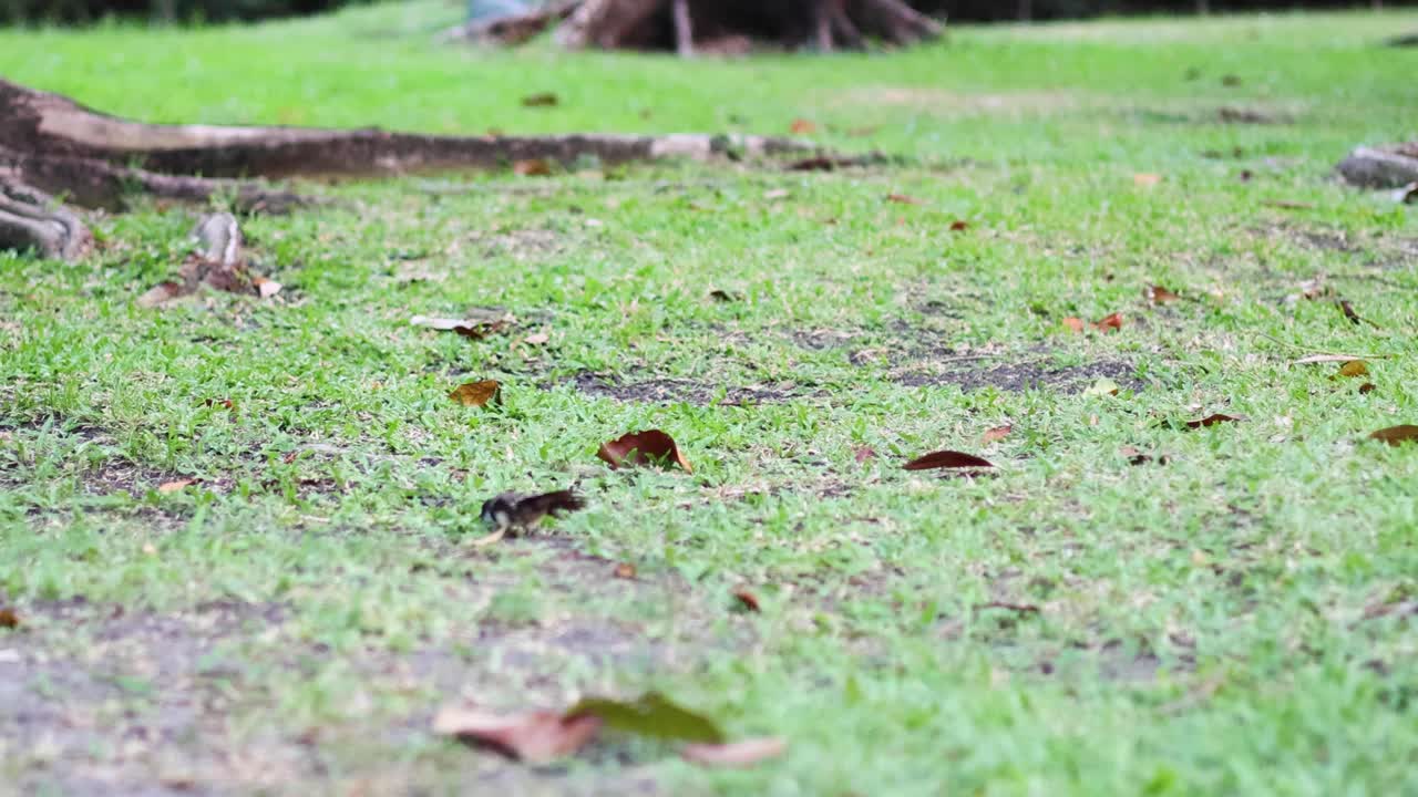 한 새가 정원에서 음식을 찾고 있다