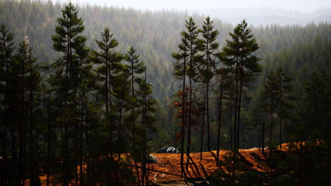 beautiful remote evergreen forest in mountain