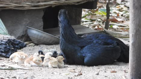 Pollitos-De-Pollo-Relajándose-Con-Mamá-