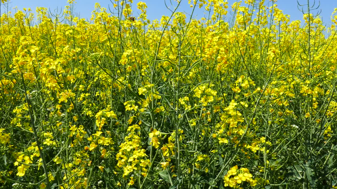campos con colza floreciente