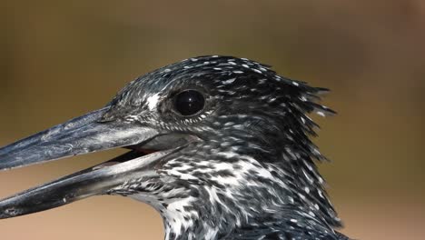 a detailed portrait of the head of a giant kingfisher