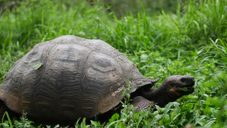 Galapagos-Schildkrötenkomplex-Oder-Galapagos-Riesenschildkrötenkomplex