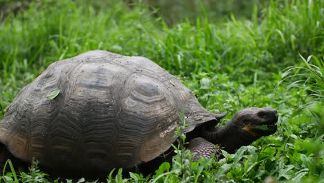 galapagos tortoise complex or galapagos giant tortoise complex