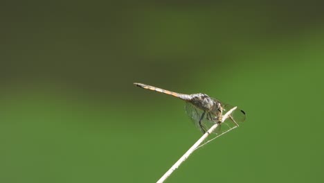 dragonfly relaxing on stick