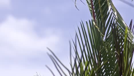 Palm leaves against a blue sky