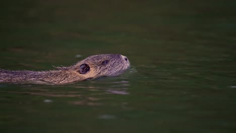 Ein-Wilder-Nutria-Oder-Nutria-{Myocastor-Nutria),-Der-über-Einen-Fluss-In-Südamerika-Schwimmt