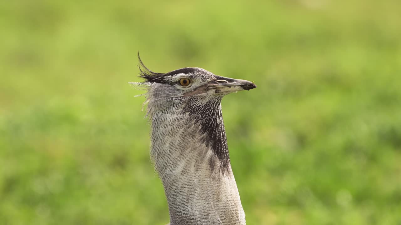 Kori Bustard Close-up