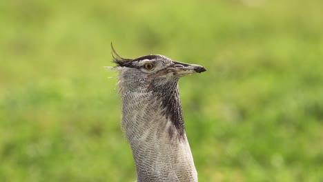 kori bustard close-up