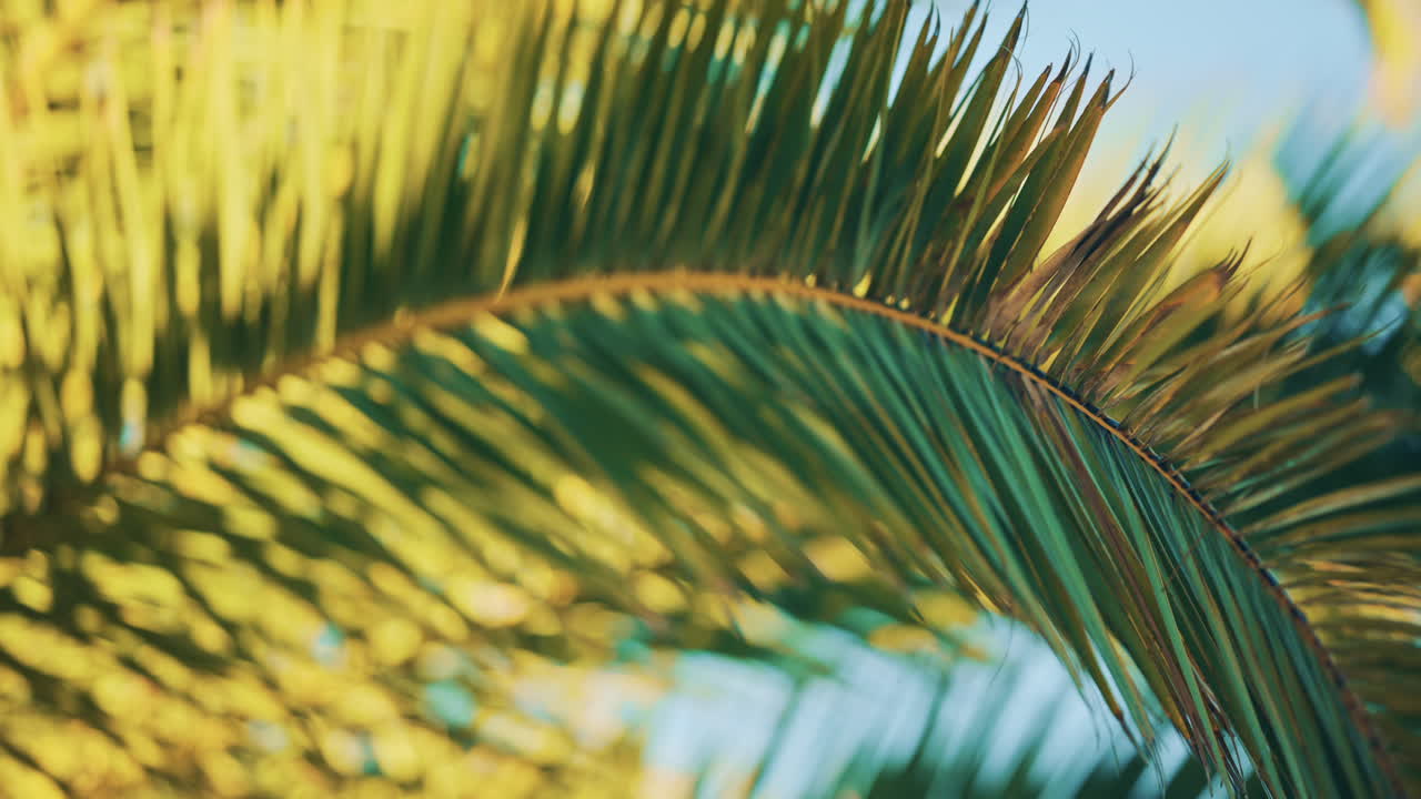 Close up of a green palm frond swaying lightly against a clear sky, with shallow depth of field and soft coastal light