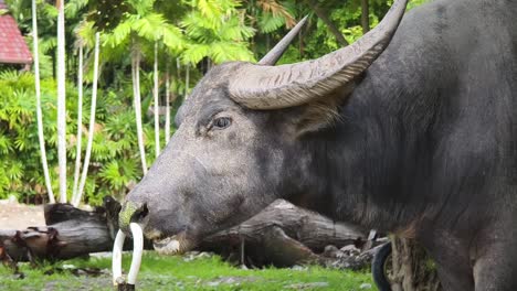 water buffalo portrait