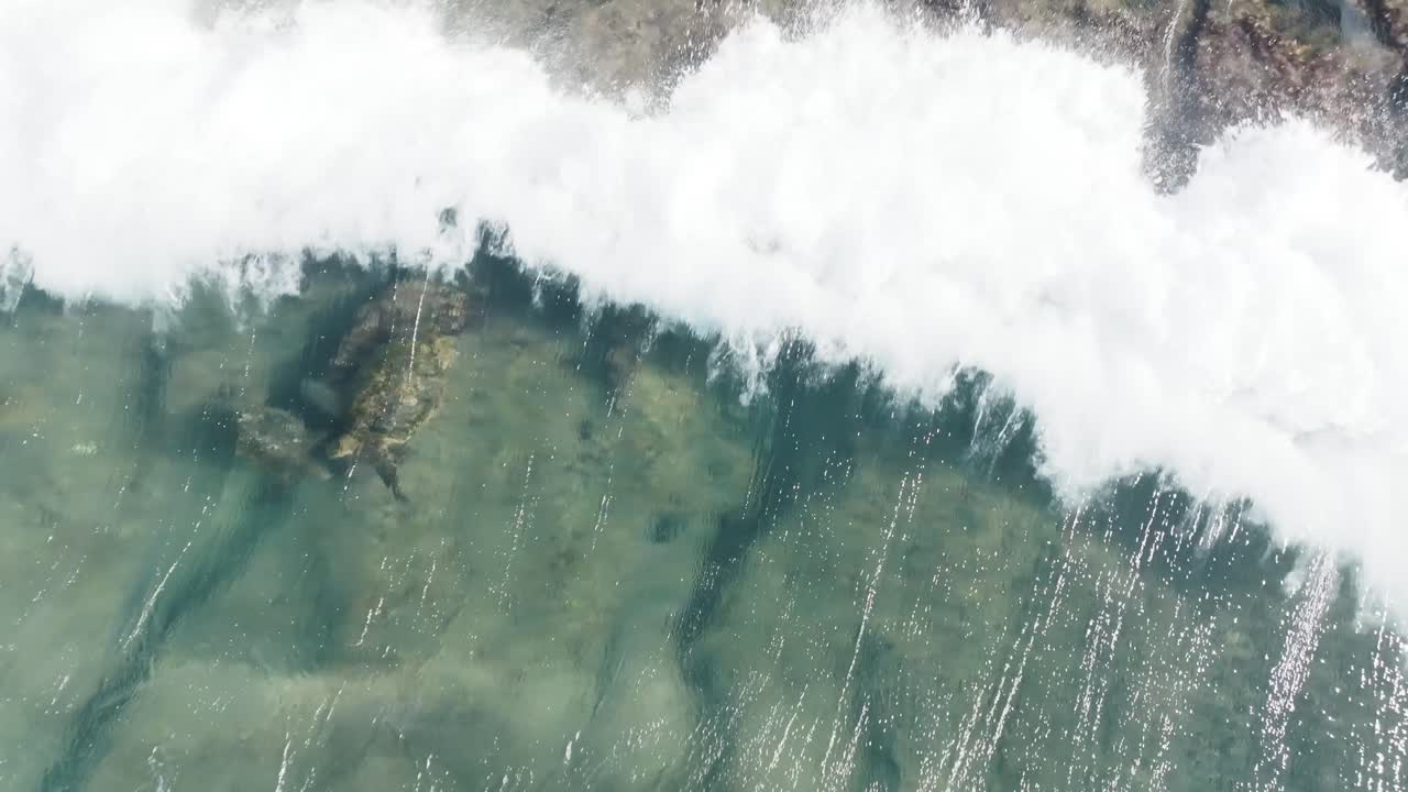tortugas marinas verdes hawaianas en maui pájaros aéreos