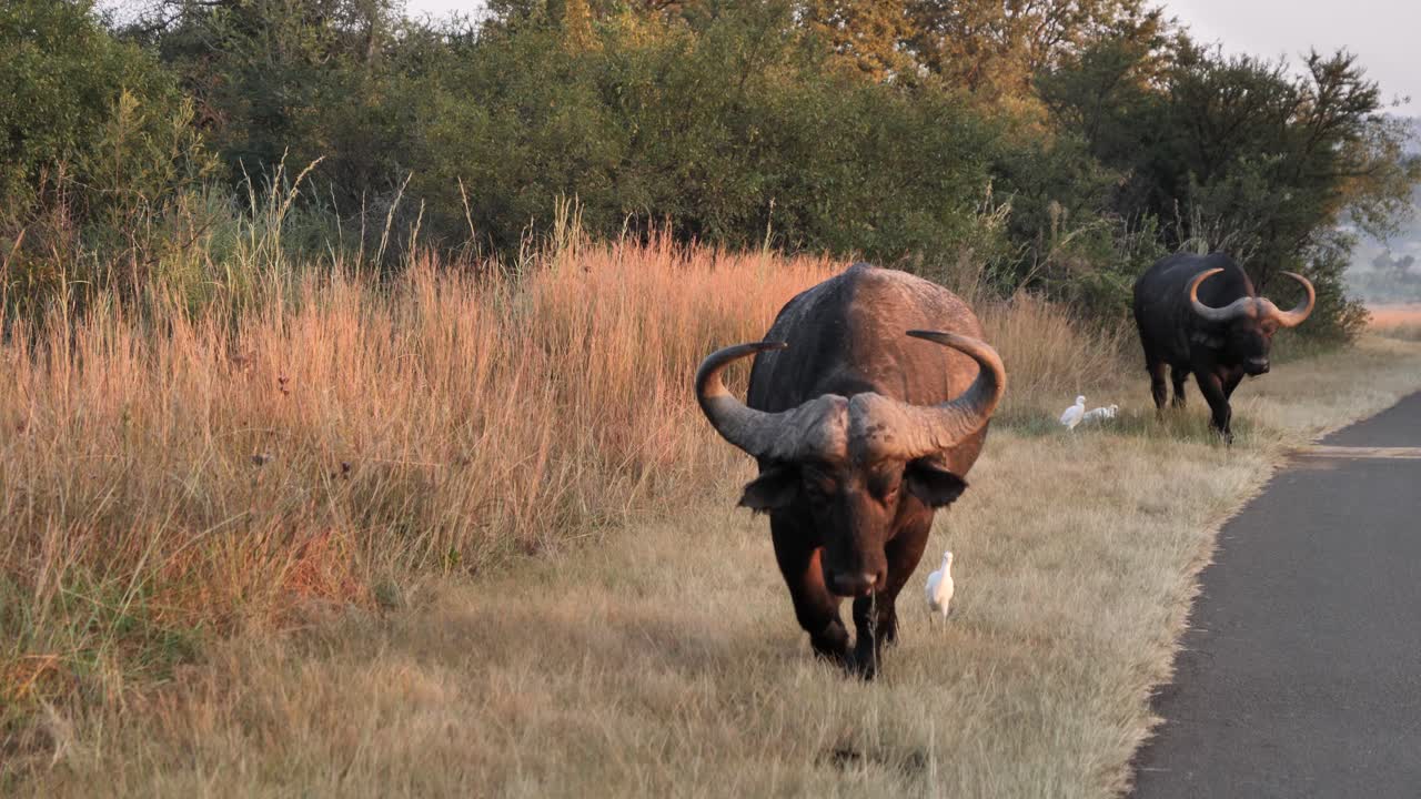 dos búfalos africanos salvajes caminan por la carretera de safari, seguidos por garzas