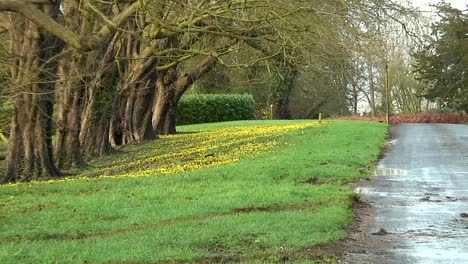 primeras flores silvestres del año que crecen en el condado de rutland-acónitos de invierno del reino unido