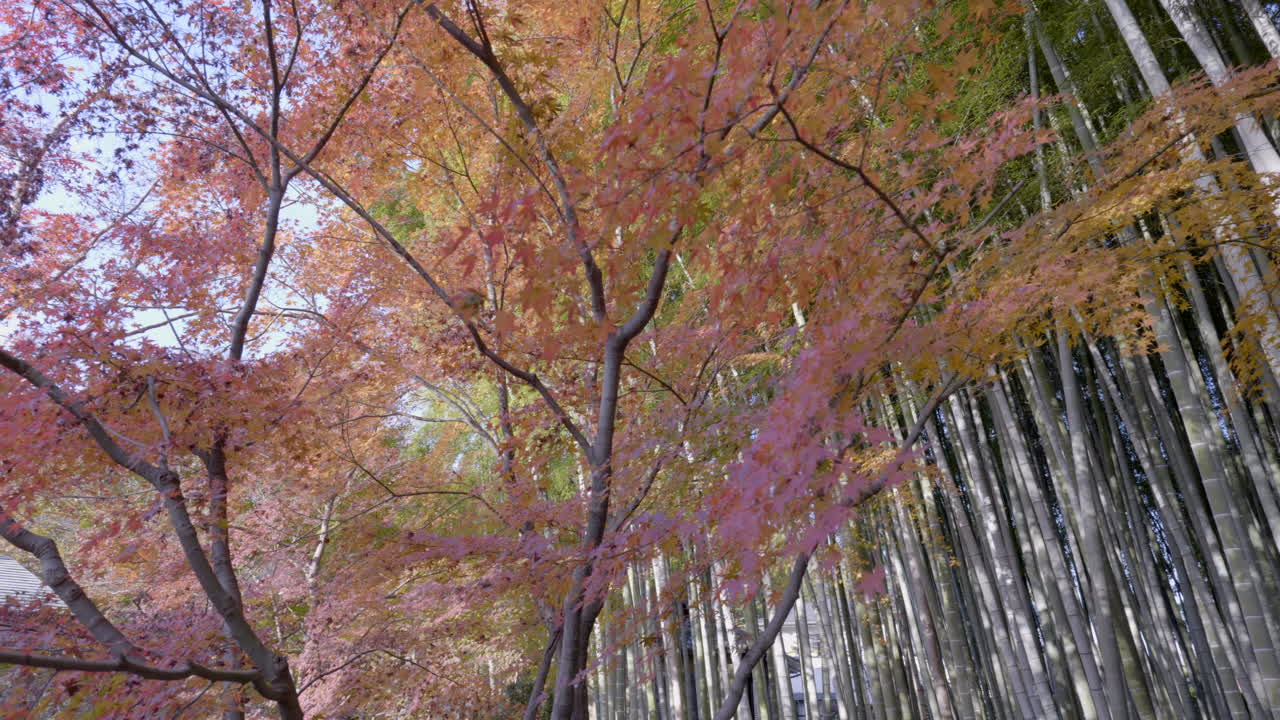 Japanese bamboo forests have a very special energy, they are generally very well maintained and in autumn they are a unique work of art.