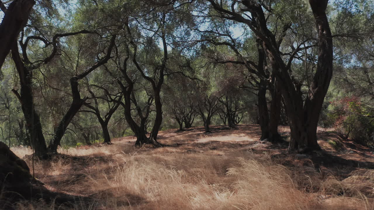 코르푸 섬, 그리스에서 올리브 숲의 느린 비행 드론 영상