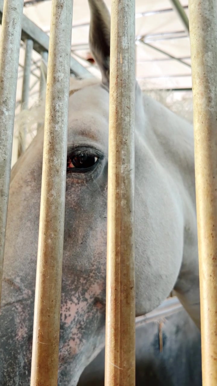 Horse looking through stable bars. A horse stands inside a stable and looks through the metal bars. The stable is well-lit and has a clean appearance.