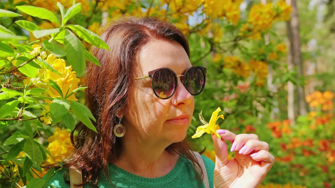 Close up, Latvian middle aged woman smelling yellow flower, Babite rhododendrons