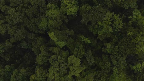 Top-view-drone-shot-of-the-lush-tropical-forest-in-Guadeloupe,-revealing-patches-of-agriculture-among-the-trees