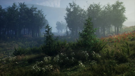 misty forest path with wildflowers