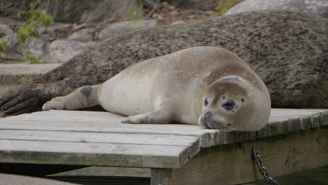 Harbor-seal-resting-on-wooden-dock-in-Goteborg,-Sweden-during-the-day