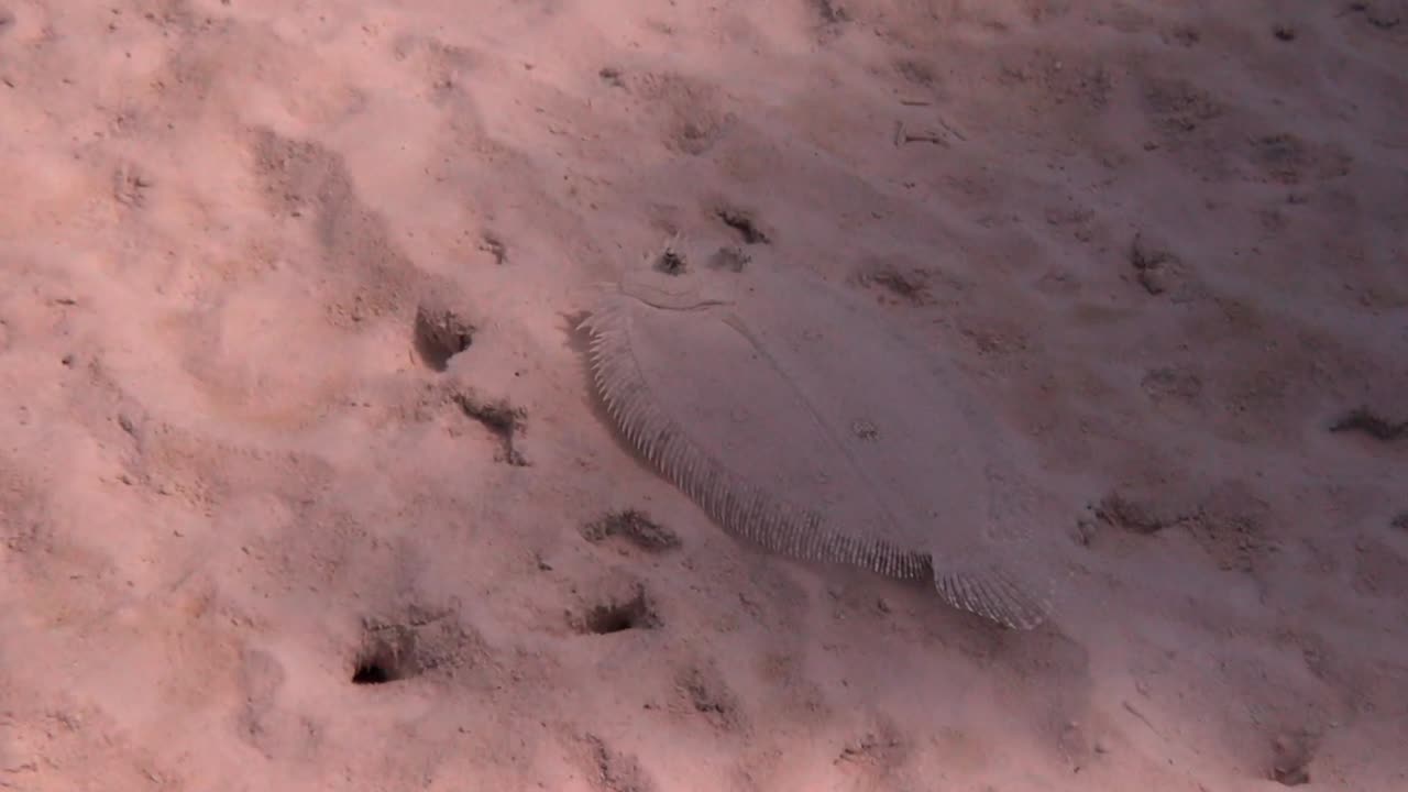 모래에 공작 넙치