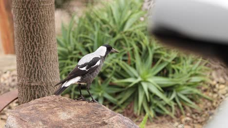la urraca de pie en la roca cerca de las plantas