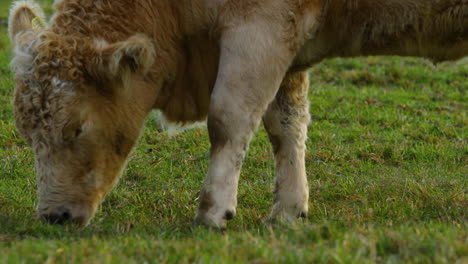 vaca pastando en la colina durante el soleado día de otoño vista de primer plano