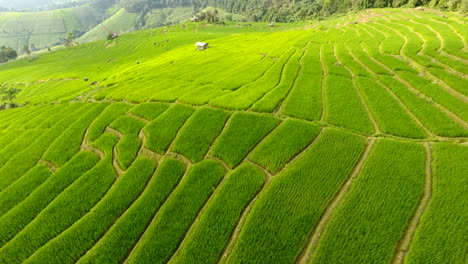 Rice-field-terrace-on-mountain-agriculture-land.