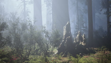 Secuoyas-Gigantes-En-El-Bosque-Gigante-Del-Parque-Nacional-De-Secuoyas