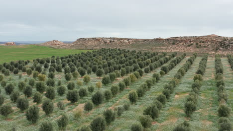 Olivar-España-Vista-Aérea-Fila-De-Olivos-Día-Nublado-Teruel-Provincia