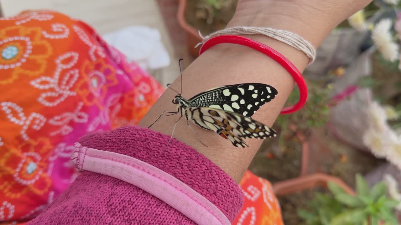 Ein Schmetterling auf der Hand, Nahaufnahme eines Schmetterlings, der auf einer Frauenhand sitzt