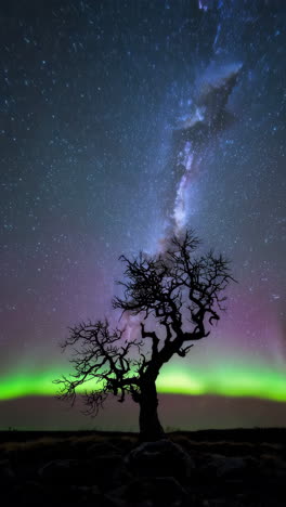 starry night, tree, and aurora