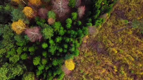 Otoño-En-Un-Bosque,-Vista-Superior-Aérea,-Bosque-Mixto,-Coníferas-Verdes,-Abedules-Con-Hojas-Amarillas,-Bosques-De-Colores-Otoñales,-Paisaje-De-Bosque-Nórdico,-Amplia-Vista-De-Pájaro-Avanzando