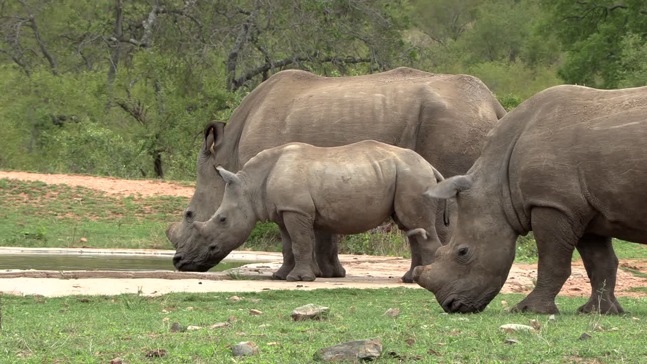 A female Southern white rhino and her calf side by side at the water, another rhino grazes into the frame
