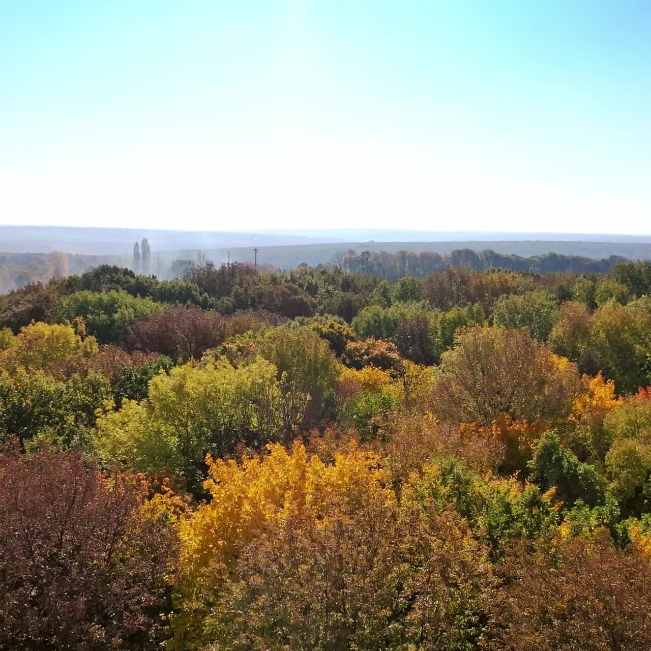 Colored forest in autumn