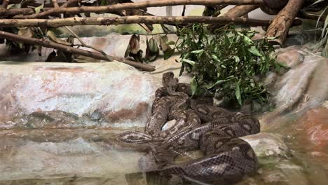 Snake-in-the-zoo-in-Lisbon,-Portugal