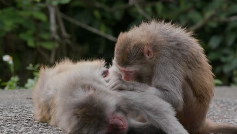 monos en el parque