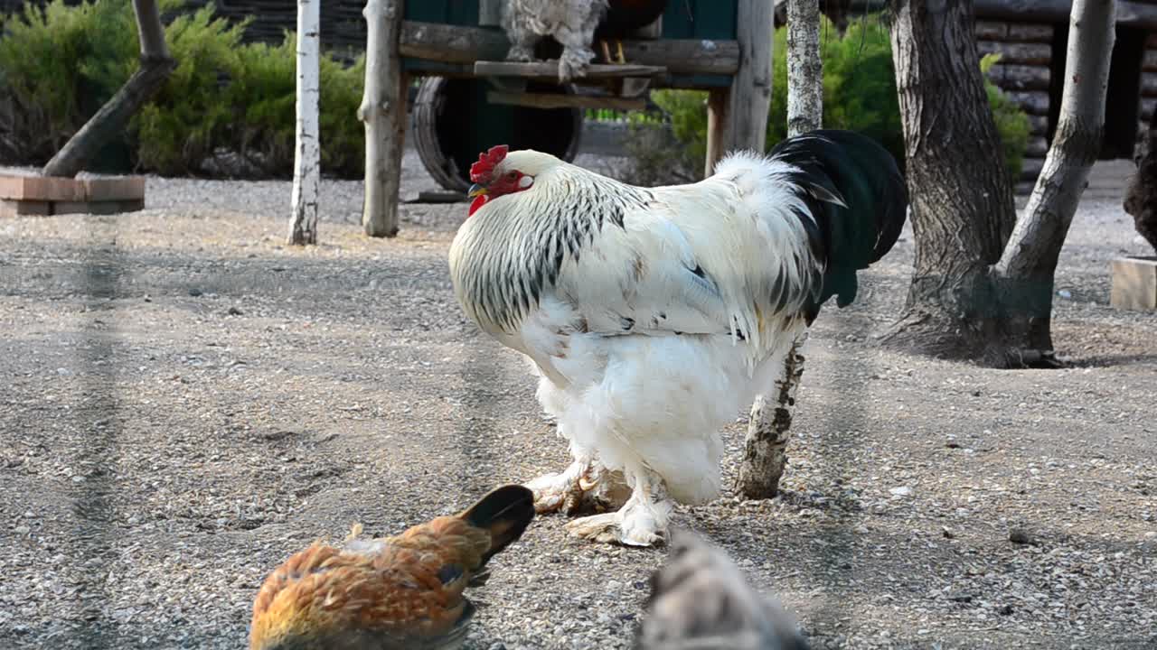 Bir çiftlikte çekim. Bir çiftlikteki tavuklar ve horozlar