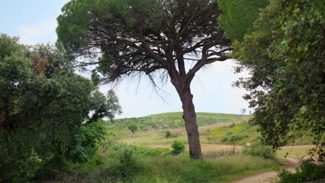 disparo lento de establecimiento de una pista de tierra que corre bajo un bosque