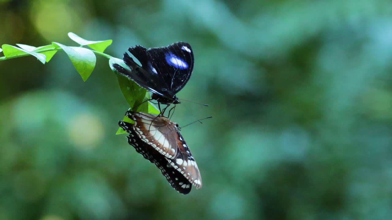 Two butterflies interacting on a leafy branch