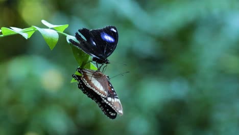 dos mariposas interactuando en una rama de hojas