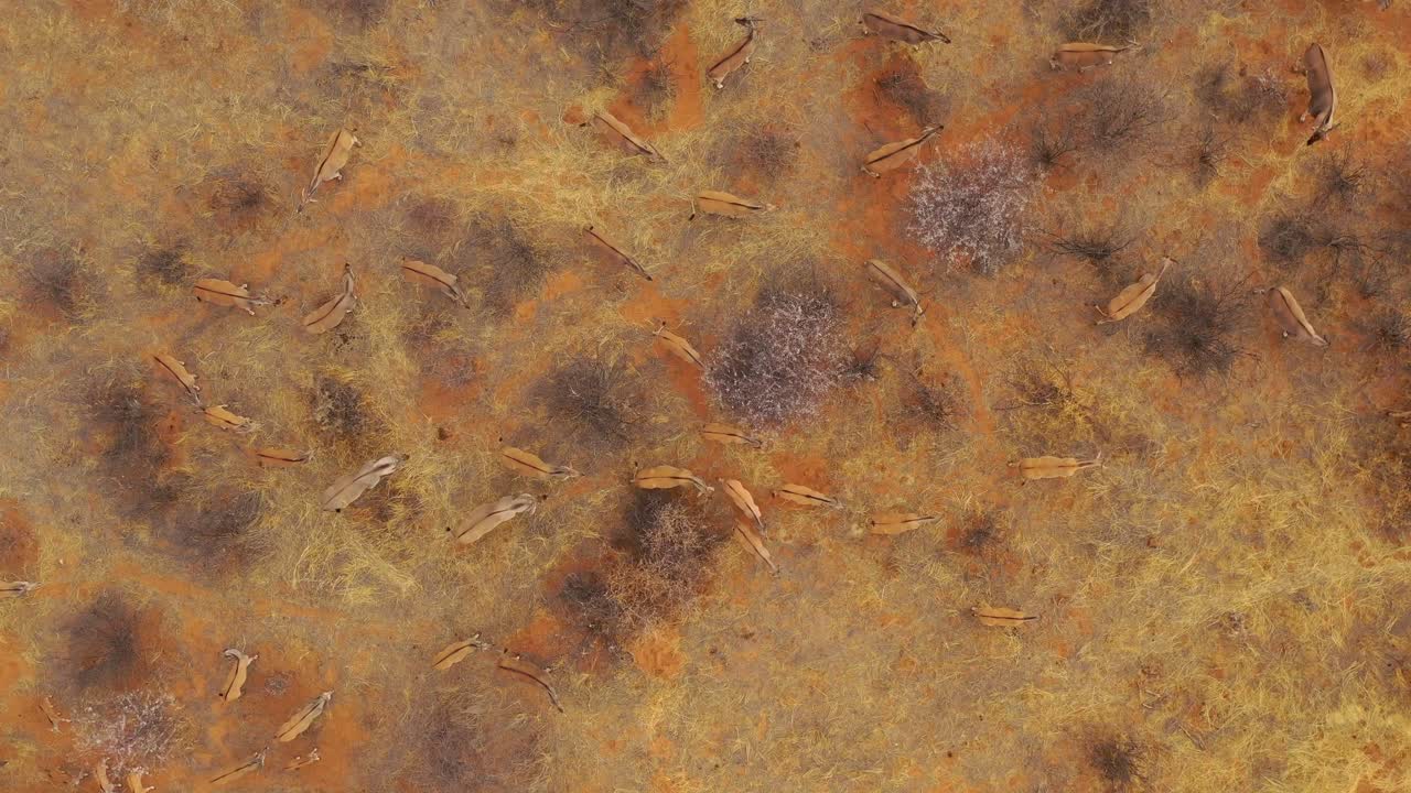 замечательный дрон воздушный прямо над следует большое стадо антилоп эланд на саванне африки и отличная дикая природа сафари действие выстрел 1
