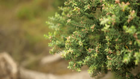 close up leaves of coastal moonah tree, copy space