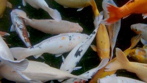 underwater footage of koi fish