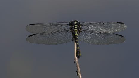 the common flangetail dragonfly is commonly seen in thailand and asia