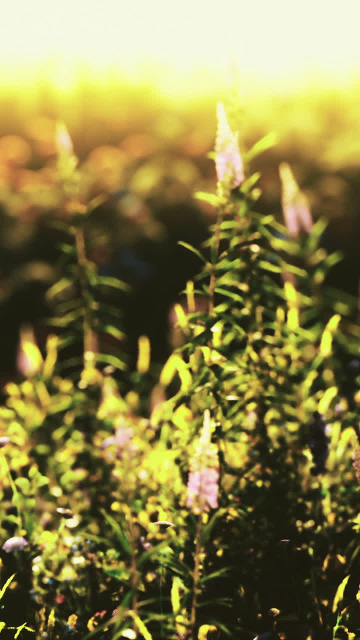 Ricco pascolo pieno di fiori scintillanti che si crogiolano nella calda luce del sole