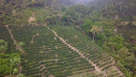 Plantación-De-Café-En-La-Selva-Montañosa-Boliviana